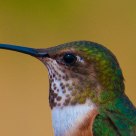 Portrait of 2012 May Hummingbird Allen